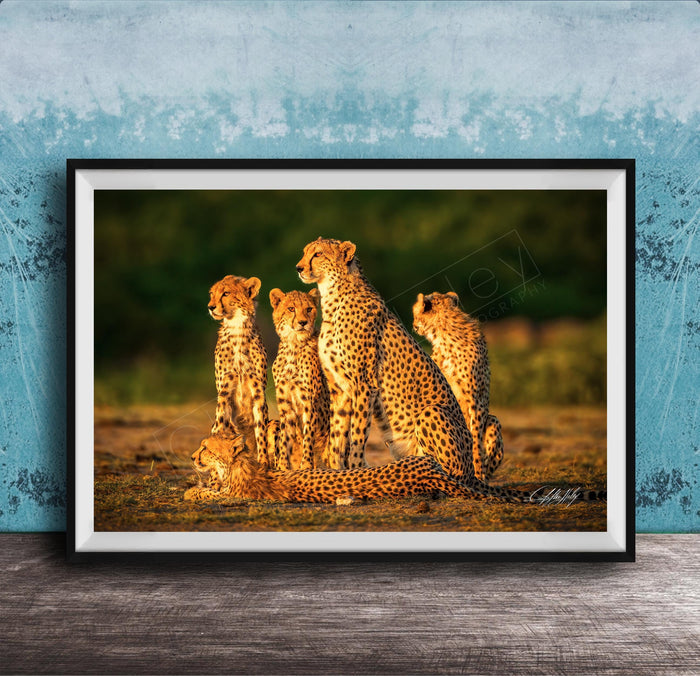 A group of five cheetahs resting together in a natural setting.