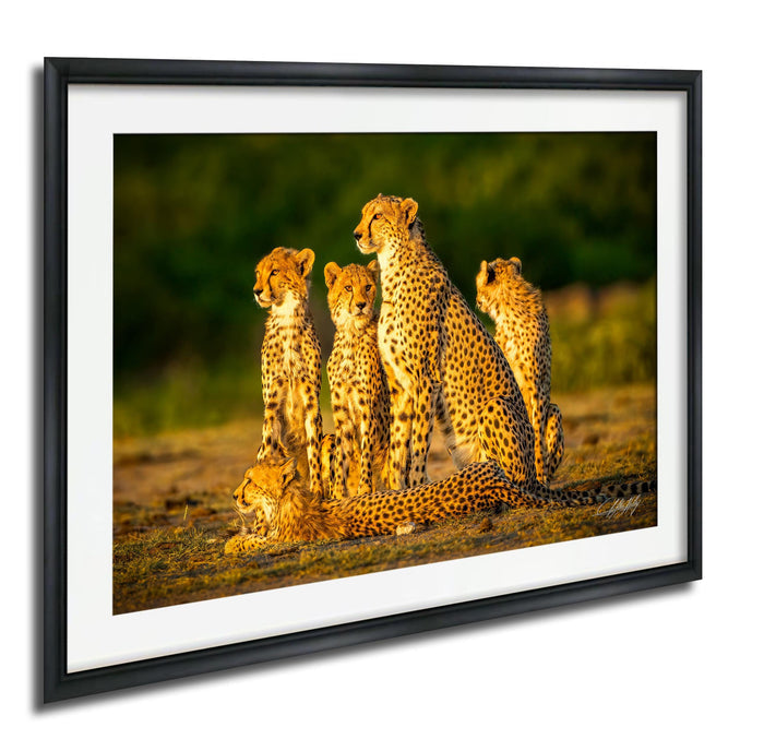 A group of five cheetahs resting together in a natural setting, with one lying down and the others standing around it.