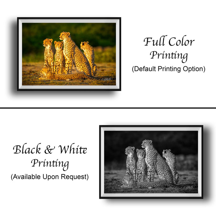 The image is a collage of two framed photographs. The top photograph is a full-color print of a group of cheetahs, while the bottom photograph is a black and white print of the same group of cheetahs. Both images feature the cheetahs in a natural setting, with the top photograph in full color and the bottom photograph in black and white.