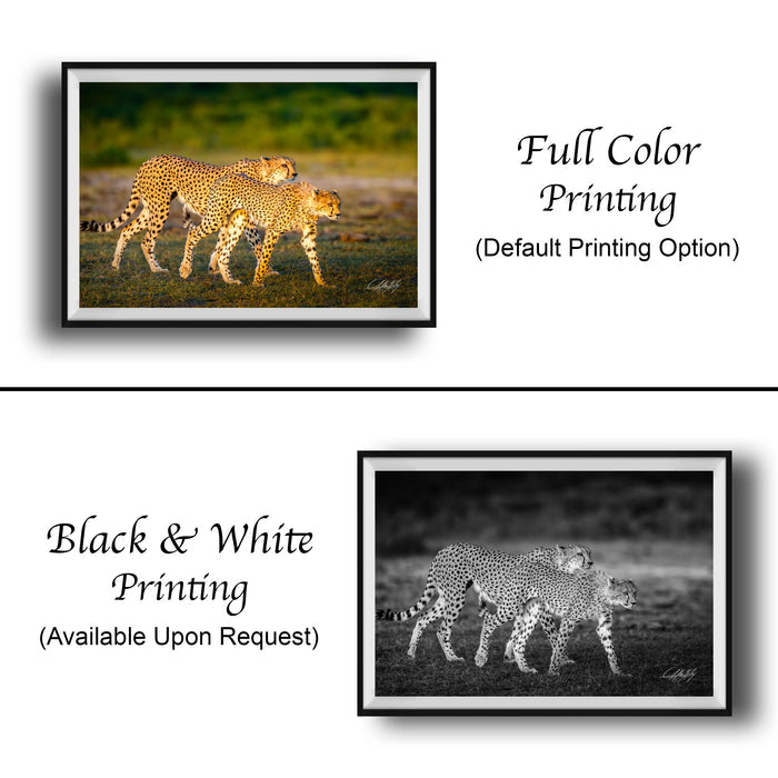 The image is a collage of two framed photographs. The top photograph is a full-color print of two cheetahs walking in the grass, while the bottom photograph is a black and white print of the same cheetahs. The text below the images indicates that the full-color print is available upon request.