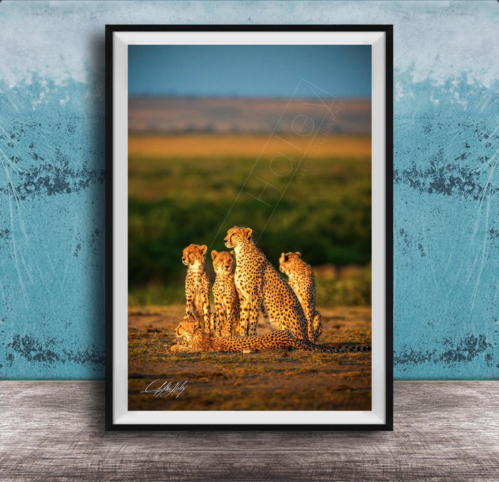 A group of five cheetahs resting together in a grassy field against a blue background.
