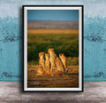 A group of five cheetahs resting together in a grassy field against a blue background.
