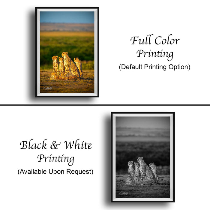 The image is a collage of two framed pictures. The top picture is a full color print of a group of cheetahs in a field, while the bottom picture is a black and white print of the same cheetahs. Both pictures are framed and available upon request.