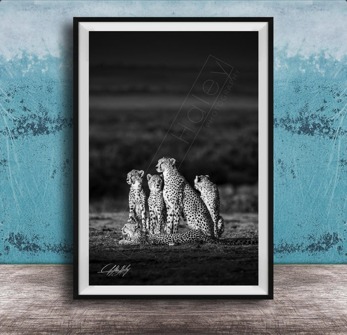 A group of five cheetahs sitting together in a field, with a blue wall in the background.