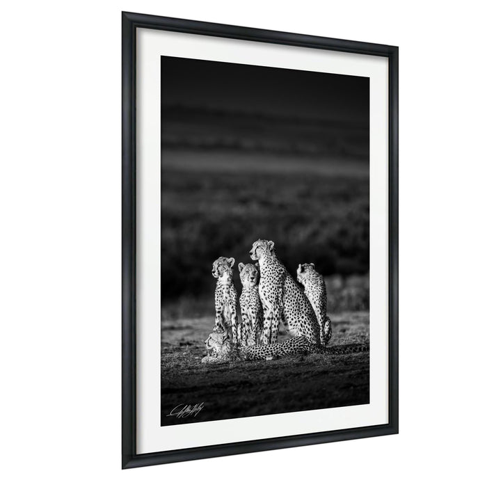 A group of five cheetahs sitting together in a field, their distinctive spotted coats contrasting against the dark background.