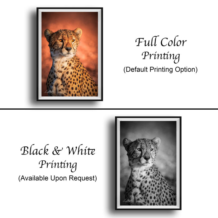 The image is a collage of two framed photographs. The top photograph is a black and white image of a cheetah, while the bottom photograph is a full color image of the same cheetah. The text below the images indicates that the full color printing is available upon request.