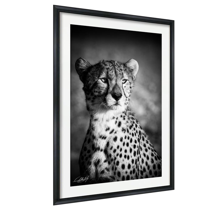 A black and white photograph of a cheetah, with its distinctive spotted coat and intense gaze, is framed and displayed on a wall.