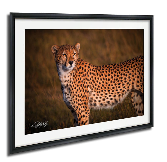A cheetah standing in a grassy field, its spotted coat blending with the natural surroundings.