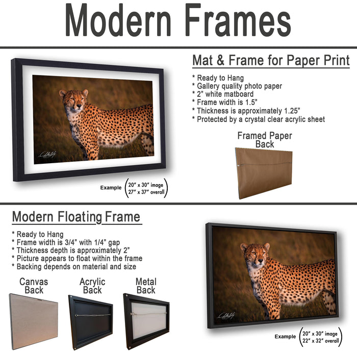 The image is a collage of two framed pictures, one of a cheetah and one of a black and white photo of a cheetah. The collage features a modern floating frame and a mat and frame for a paper print.