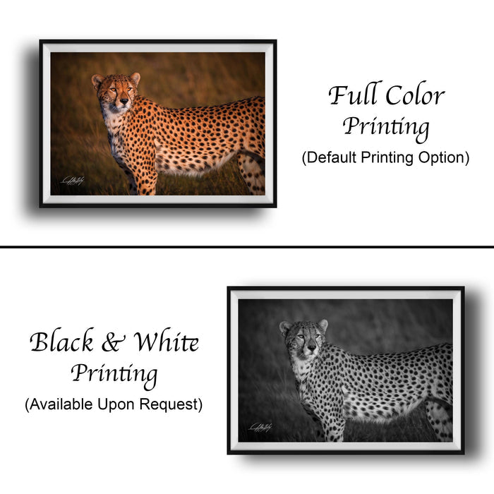 The image is a collage of two framed photographs. The top photograph is a black and white image of a cheetah, while the bottom photograph is a full color image of the same cheetah. The text below the images indicates that the full color printing is the default option, and the black and white printing is available upon request.