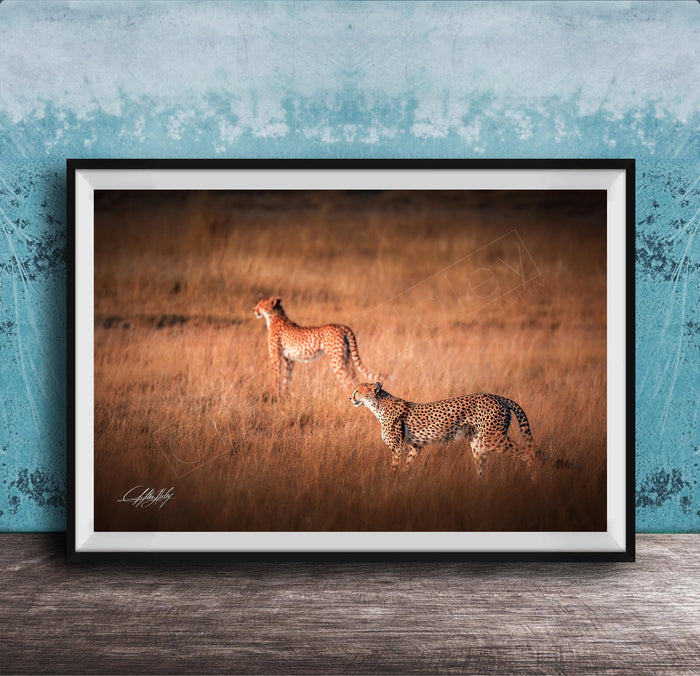 Two cheetahs walking through a grassy field.