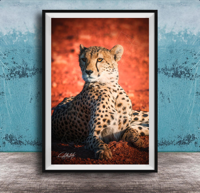 A cheetah resting on a red surface, with a blue wall in the background.