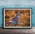 A cheetah resting in a grassy field with a blue wall in the background.