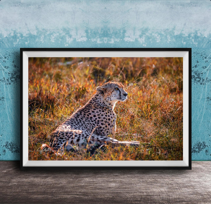 A cheetah resting in a grassy field with a blue wall in the background.