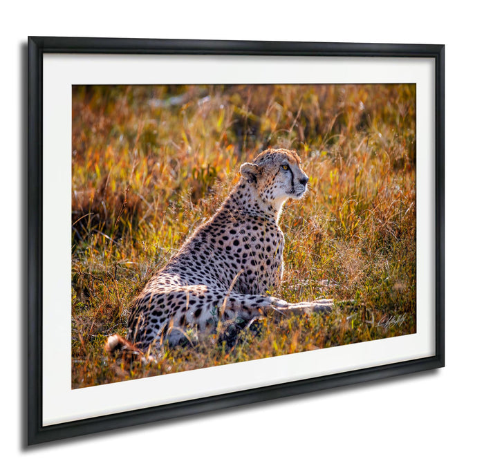 A cheetah resting in the tall grass, its spotted coat blending with the golden hues of the surroundings.