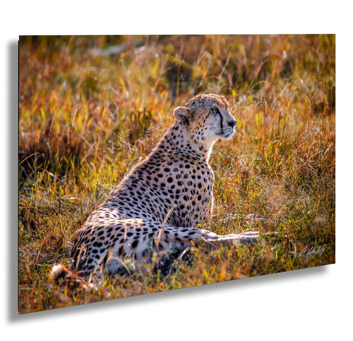 Maasai Mara wildlife, cheetah safari Kenya, Kenya travel photography, endangered big cats, African safari photography, wildlife conservation, Maasai culture, best safari locations, cheetah close-up photo, big cats in Africa, Kenya’s best photography