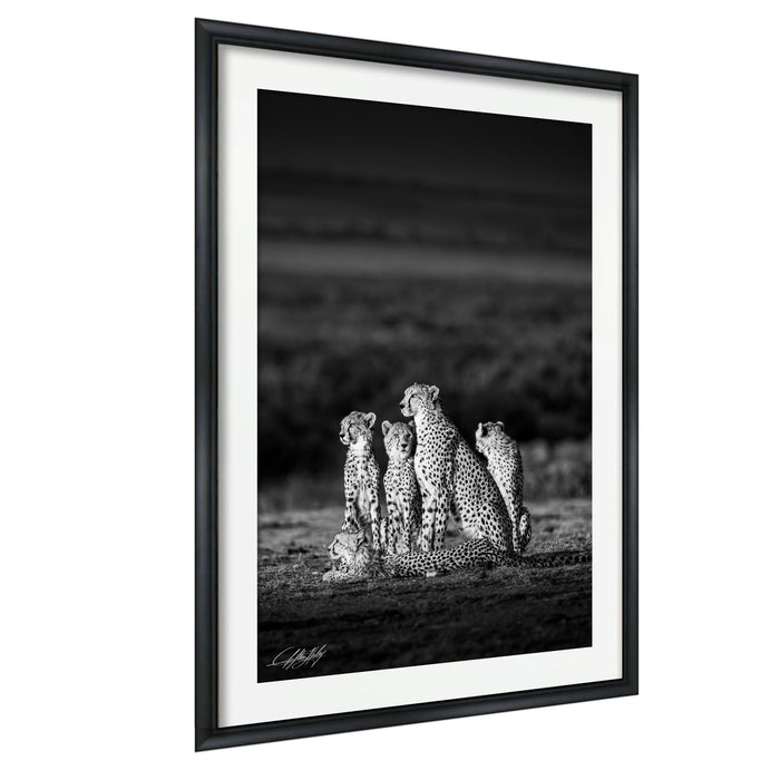 A group of five cheetahs sitting together in a field, their distinctive spotted coats contrasting against the dark background.