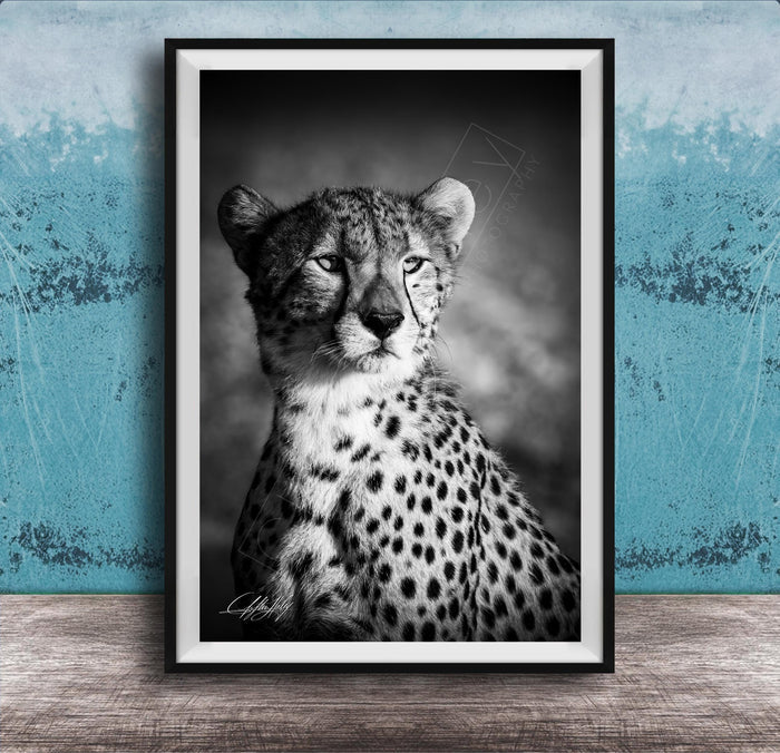A black and white photograph of a young cheetah, with its distinctive spotted coat, sitting in a contemplative pose against a textured blue background.