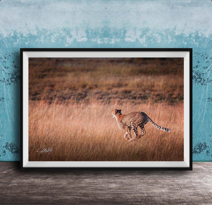 A cheetah is captured in mid-stride, running through a field of tall grass.