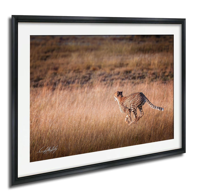 A cheetah is captured in mid-stride, running through a field of tall grass.