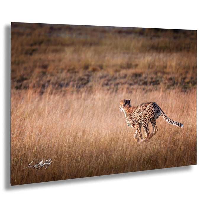 cheetah running, Amboseli National Park, wildlife safari, African sunrise, nature photography, Maasai culture, big cats, predator speed, Kenya wilderness, safari adventure