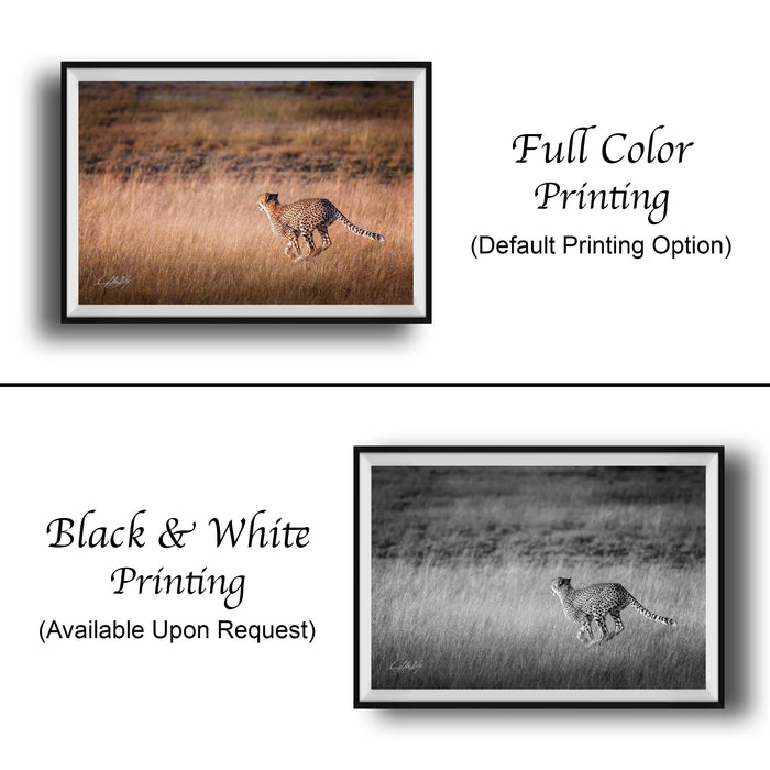 The image is a collage of two framed photographs. The top photograph is a black and white image of a cheetah running through tall grass, while the bottom photograph is a full color image of the same cheetah running through the grass. The text below the images indicates that the full color printing is the default option, and the black and white version is available upon request.