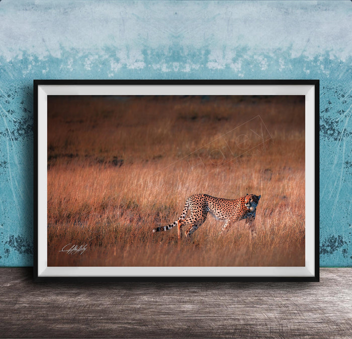 A cheetah is captured in mid-stride, running through a field of tall grass.