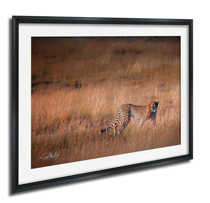 A cheetah is captured in motion, running through a field of tall grass.