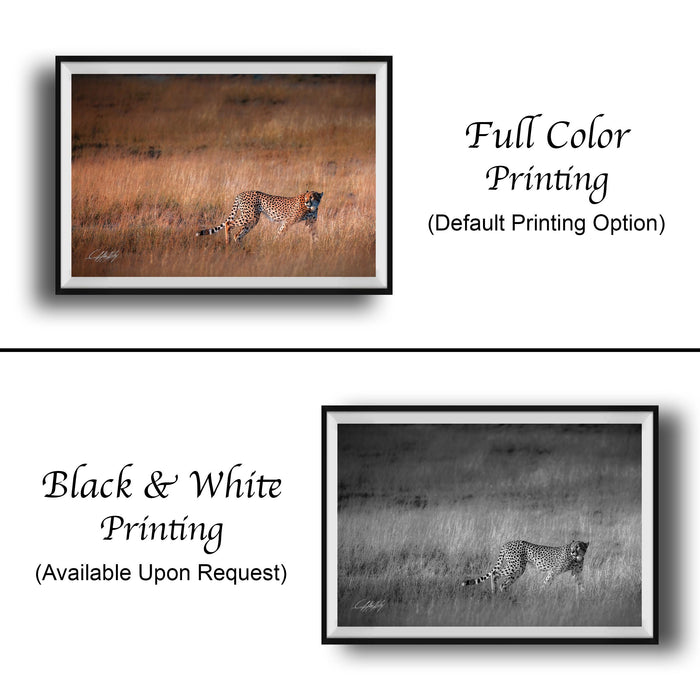 The image is a collage of two framed photographs. The top photograph is a full-color print of a cheetah in a grassy field, while the bottom photograph is a black and white print of the same cheetah in the same grassy field. Both images are framed and ready for display.