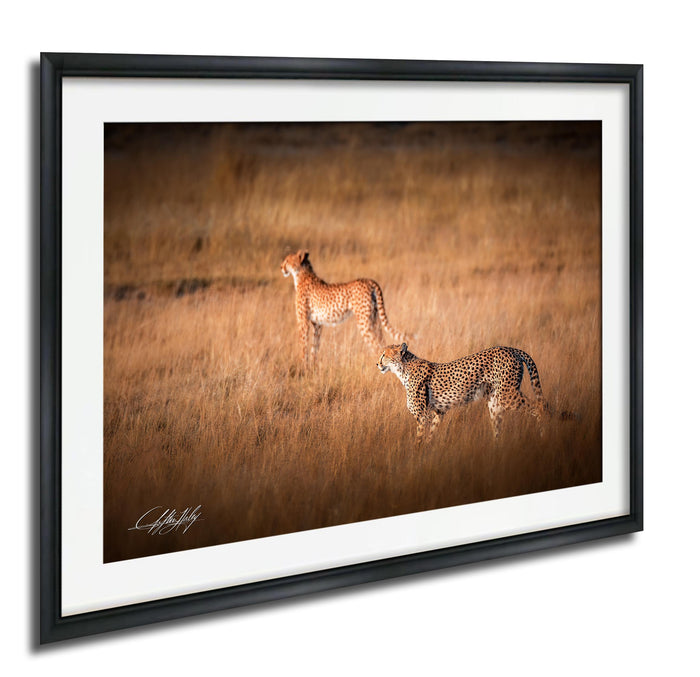 Two cheetahs walking through a field of tall grass.