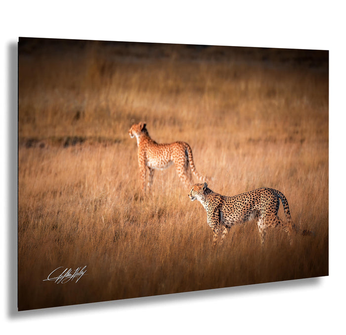 cheetah brothers, Amboseli sunrise, wildlife photography, Kenya safari, Maasai culture, big cats, nature photography, African wilderness, fastest animal, acacia plains, golden savanna, Christian storytelling, faith in nature