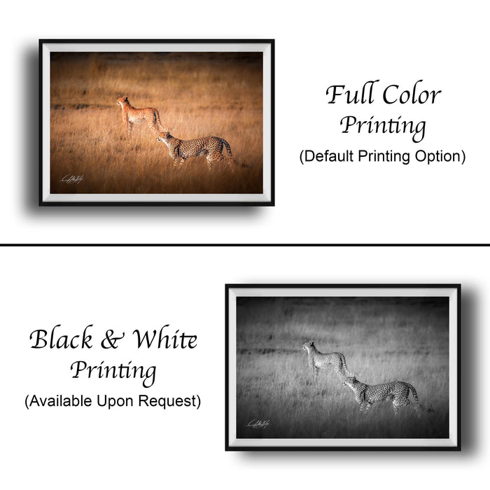 The image is a collage of two framed photographs. The top photograph is a black and white image of two cheetahs walking in a field, while the bottom photograph is a full color image of the same cheetahs. The text below the images indicates that the full color printing is the default option, and the black and white version is available upon request.