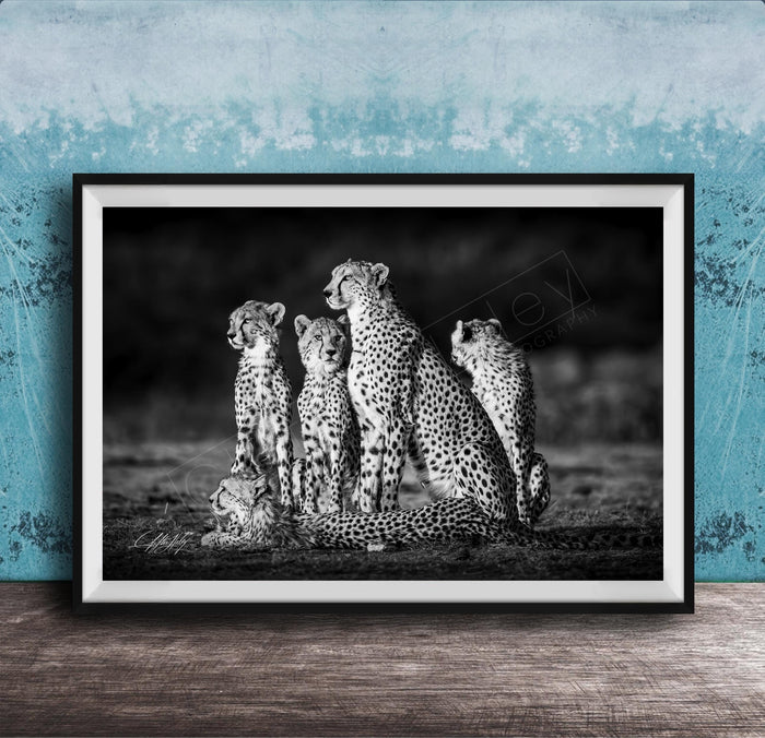 A group of five cheetahs, including two adult ones and three younger ones, standing together in a natural setting.