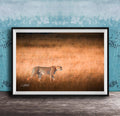 A cheetah is captured in motion, running across a field of tall grass.