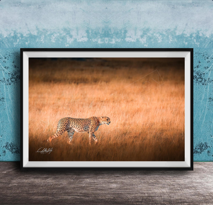 A cheetah is captured in motion, running across a field of tall grass.