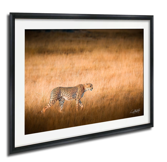A cheetah is captured in motion, walking through a field of tall, dry grass.