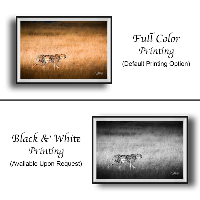 The image is a collage of two framed photographs. The top photograph is a black and white image of a cheetah walking through a field of tall grass, while the bottom photograph is a full color version of the same cheetah. The text below the images indicates that the full color version is available upon request.