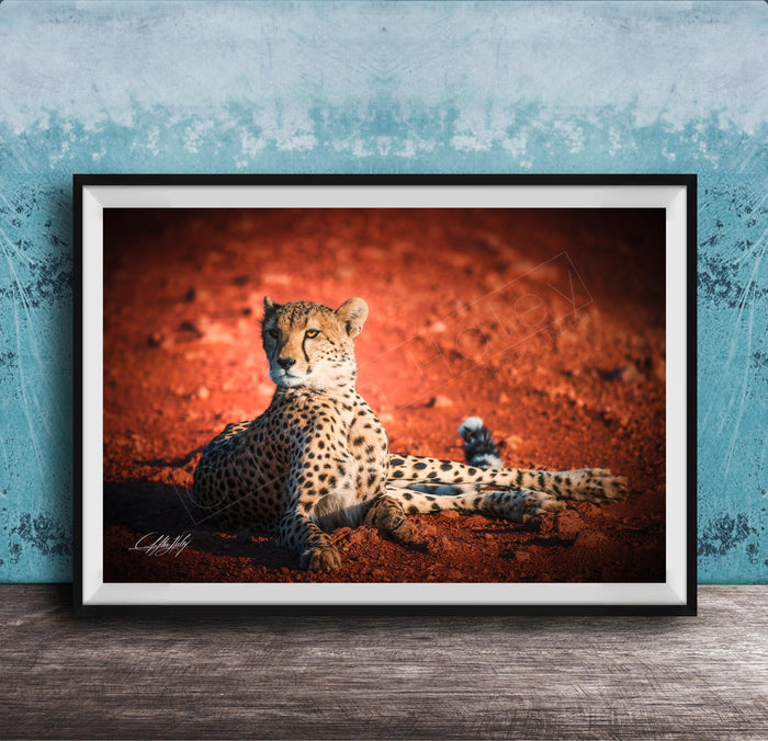 A cheetah resting on the ground, with a reddish-brown background.