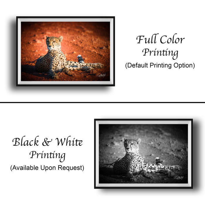 The image is a collage of two framed photographs. The top photograph is a black and white image of a cheetah sitting on the ground, while the bottom photograph is a full color image of the same cheetah. The text below the images indicates that the full color printing is the default option, and the black and white version is available upon request.