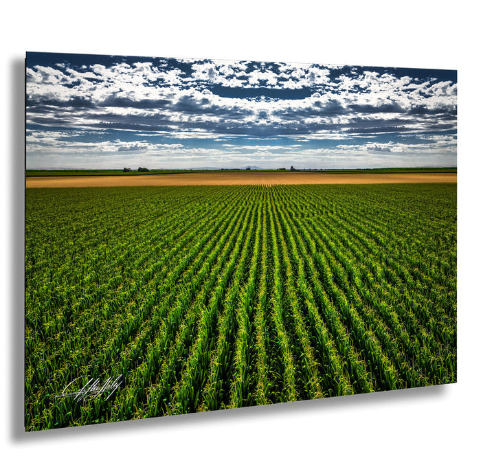 A vast, lush green field stretches out under a cloudy sky, with rows of crops neatly arranged in the distance.