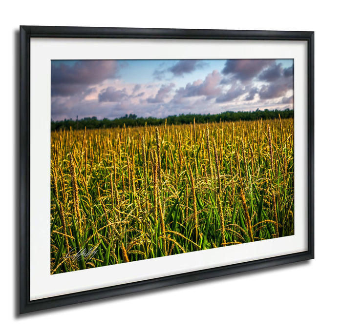 A framed photograph of a vast field of tall, golden-yellow grass against a cloudy sky.