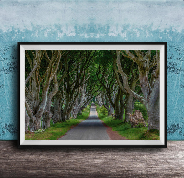 A framed photograph depicting a winding road lined with twisted, gnarled trees, creating a natural tunnel-like effect.