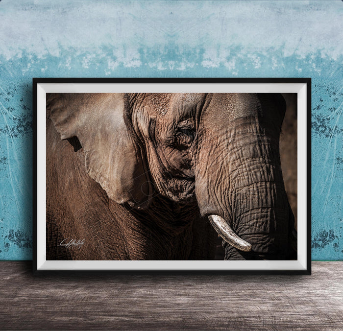 A close-up photograph of an elephant's face, with its large ears and tusks prominently featured against a blue textured background.