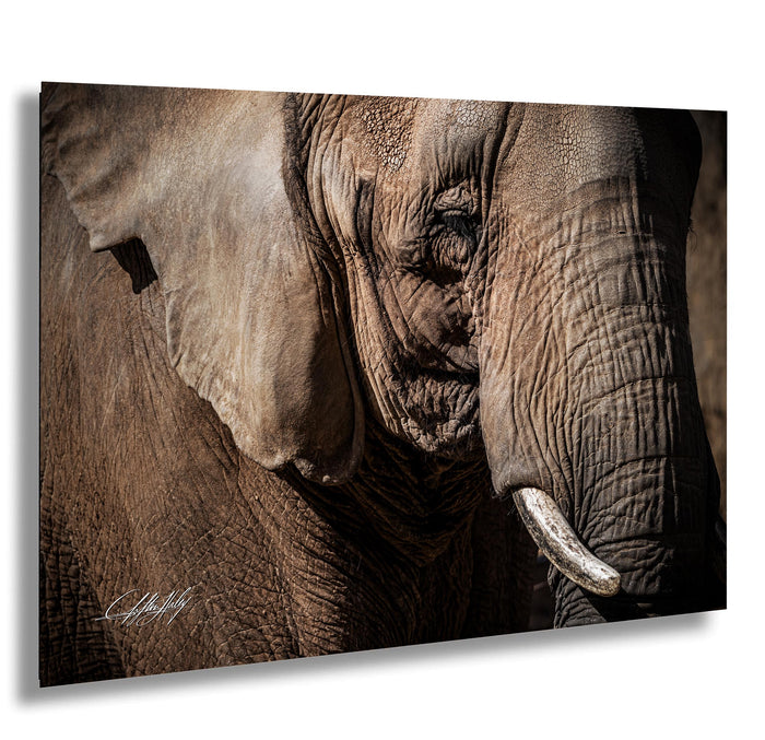 A close-up photograph of an elephant's face, showcasing its wrinkled skin and tusks.