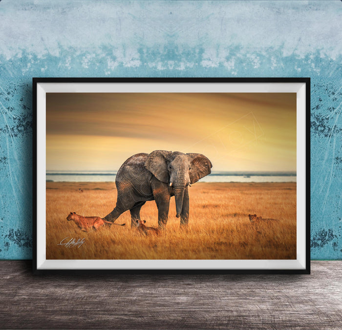 A framed photograph depicting an elephant standing in a grassy field with lions in the background, against a backdrop of a sunset sky.