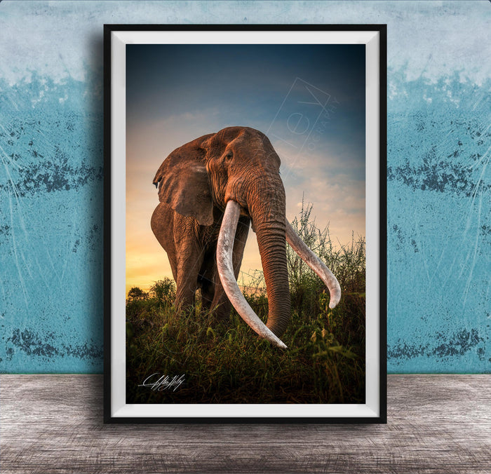 A large elephant with long white tusks stands in a grassy field, facing the camera.