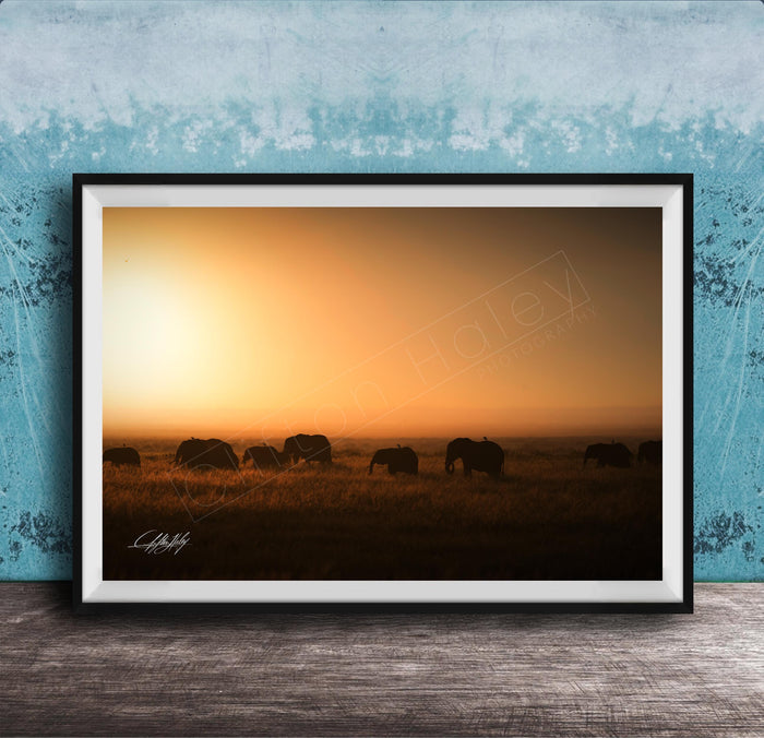A framed photograph depicting a herd of elephants grazing in a field during a sunset.