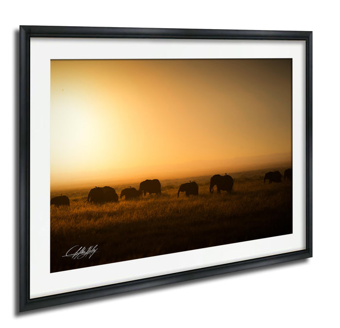A group of elephants grazing in a field during a sunset.