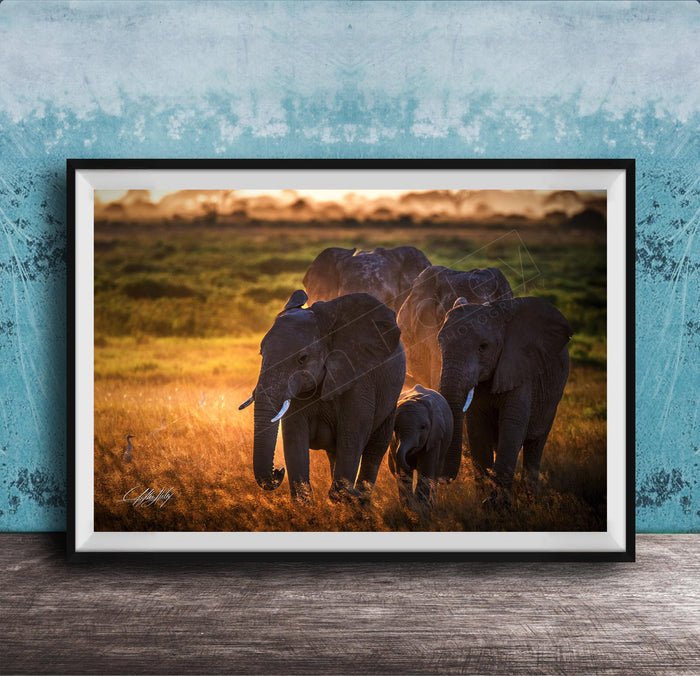 A group of elephants standing in a grassy field, with the sun setting in the background.