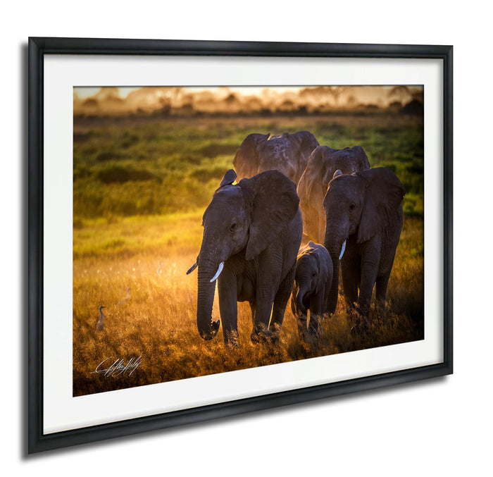 A family of elephants walking together in a grassy field during sunset.